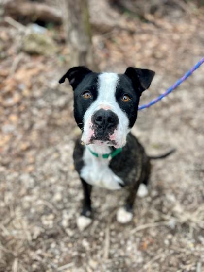 Enlarge Bret Michaels, a Adoptable mixed breed in Wantagh, NY image 1/1