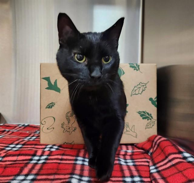 Enlarge ELVIRA, a Adoptable Domestic Short Hair in St. Louis, MO image 1/1