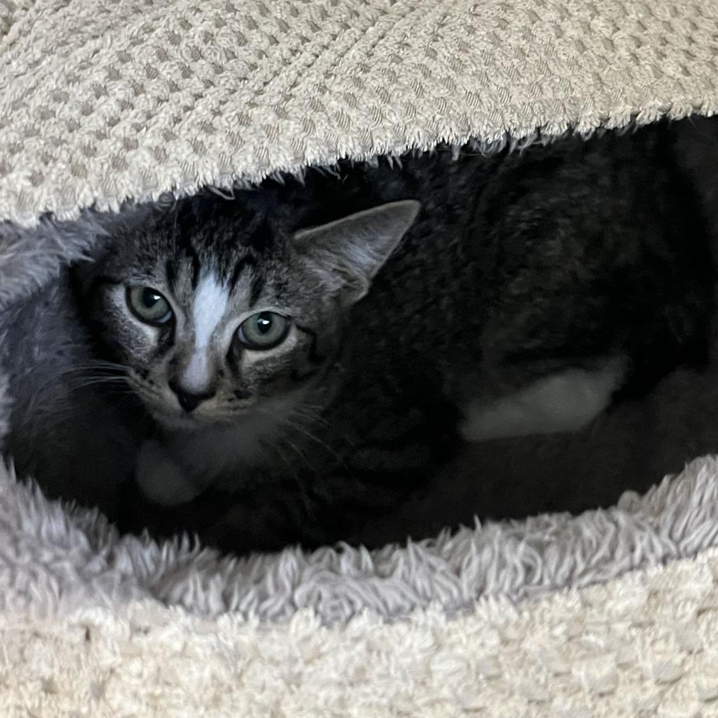Enlarge Gale (26-4C-3), a Adoptable Domestic Short Hair in Rifle, CO image 1/1