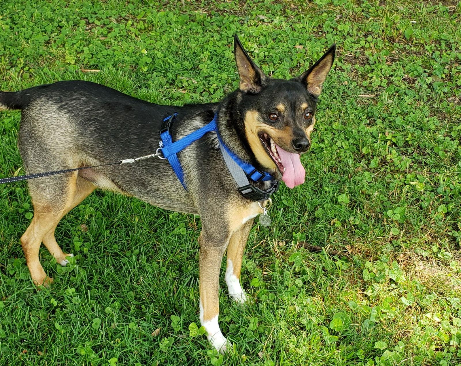 Rocket, Adopted, Adult Male Miniature Pinscher & Shepherd.