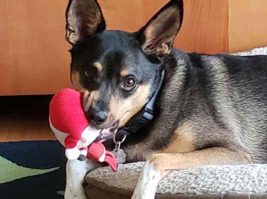 Enlarge Rocket, a Adopted mixed breed in St. Louis, MO image 2/3