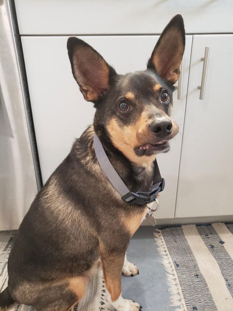 Enlarge Rocket, a Adopted mixed breed in St. Louis, MO image 3/3