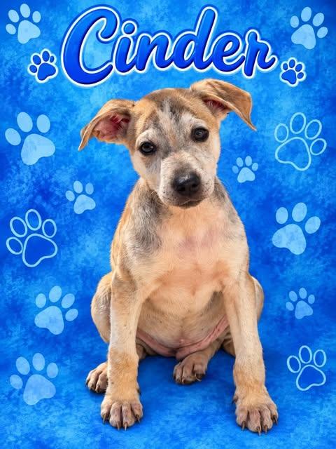 Cinder, Adoptable, Puppy Male Mixed Breed.