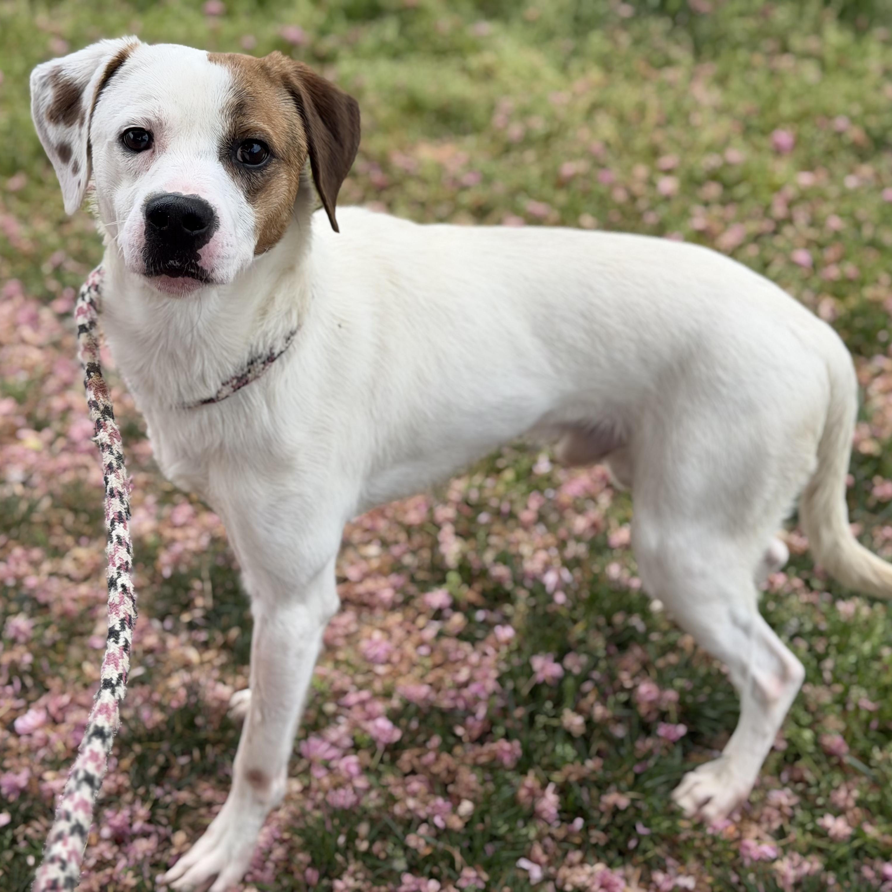 Enlarge 26-00502 LUCKY , a ADOPTABLE Hound in Fredericksburg, VA image 1/2