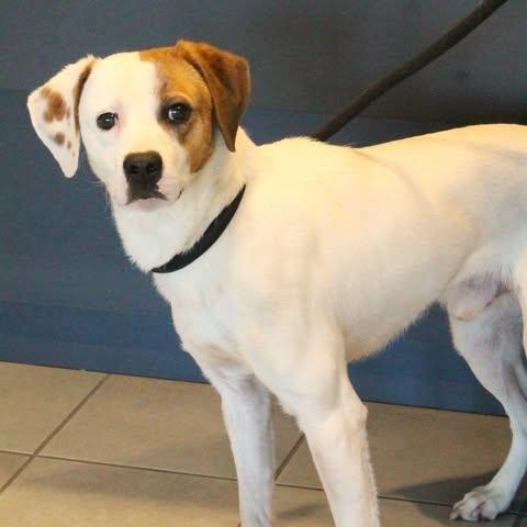Enlarge 26-00502 LUCKY , a ADOPTABLE Hound in Fredericksburg, VA image 2/2