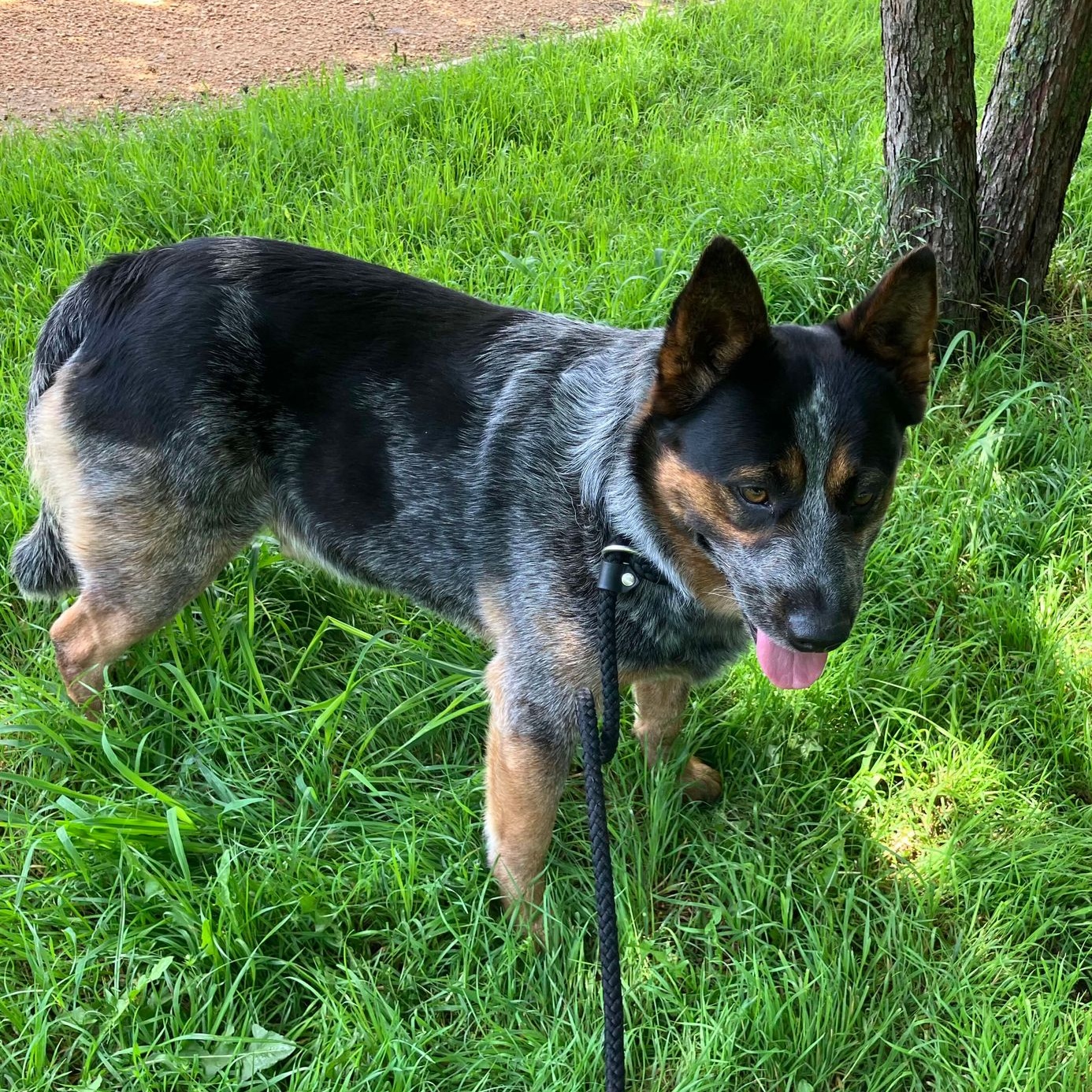 Mikey, Adult Male Australian Cattle Dog / Blue Heeler