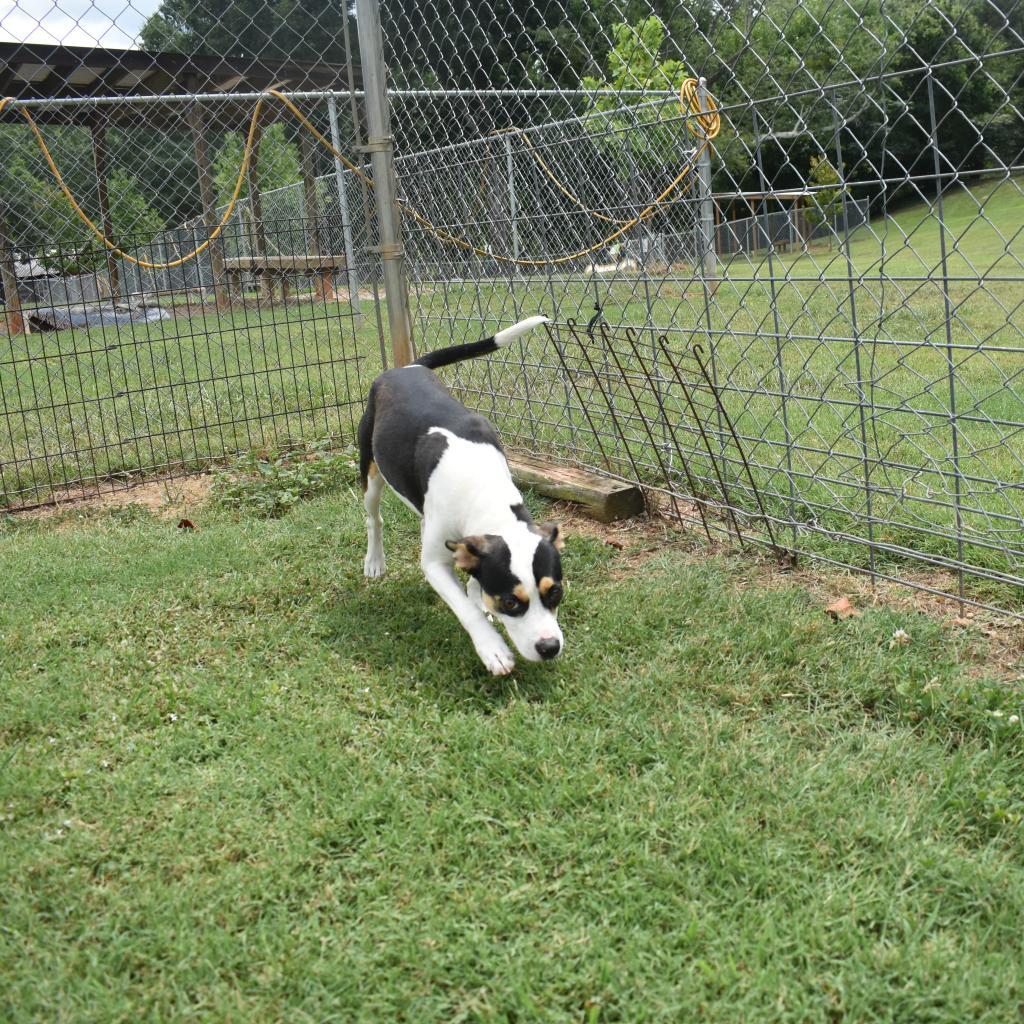 Enlarge Kaylee, a Adoptable Terrier in Greenville, SC image 1/6