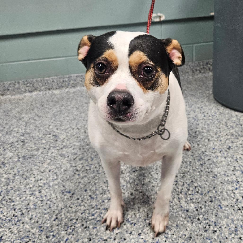 Enlarge Kaylee, a Adoptable Terrier in Greenville, SC image 2/6