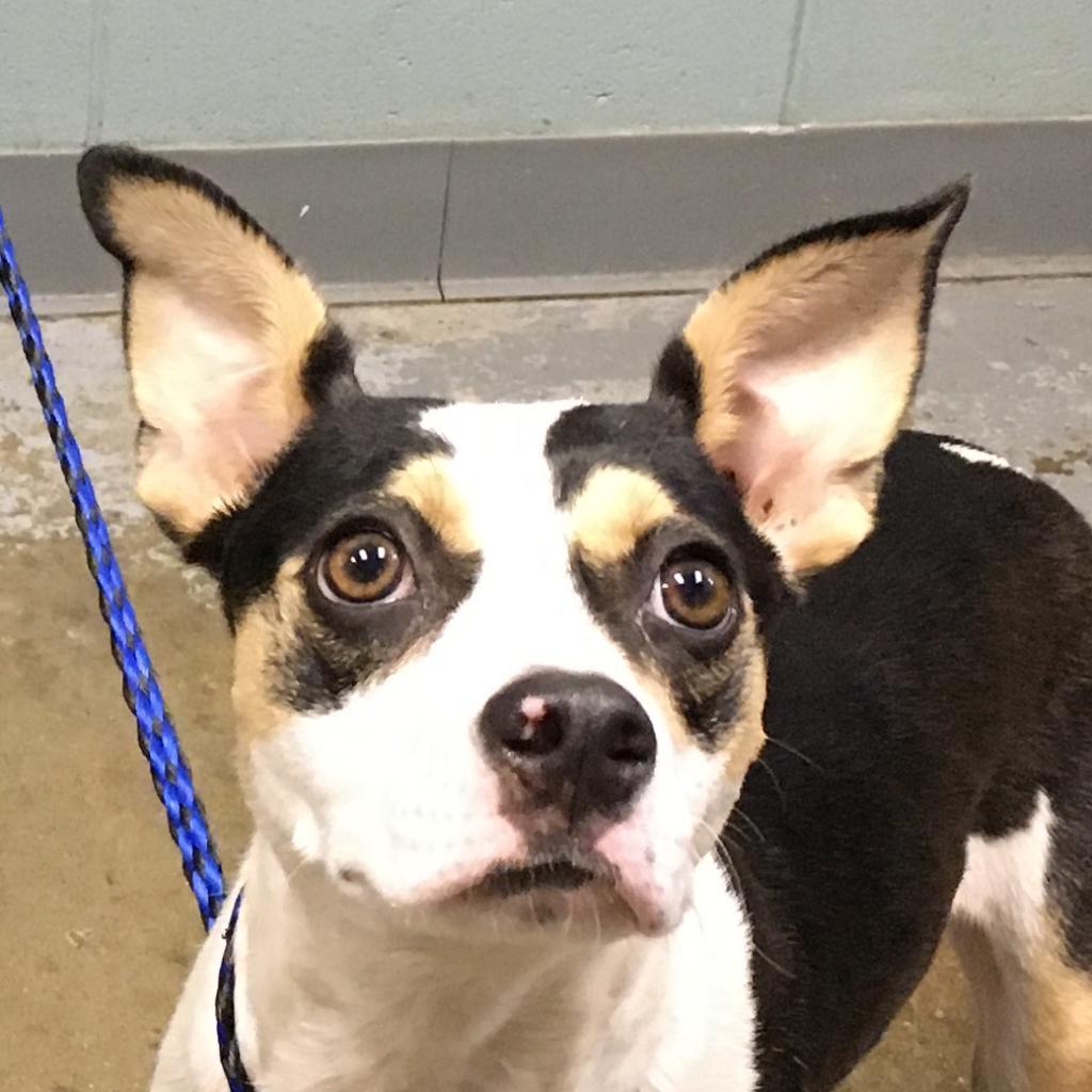 Enlarge Kaylee, a Adoptable Terrier in Greenville, SC image 3/6