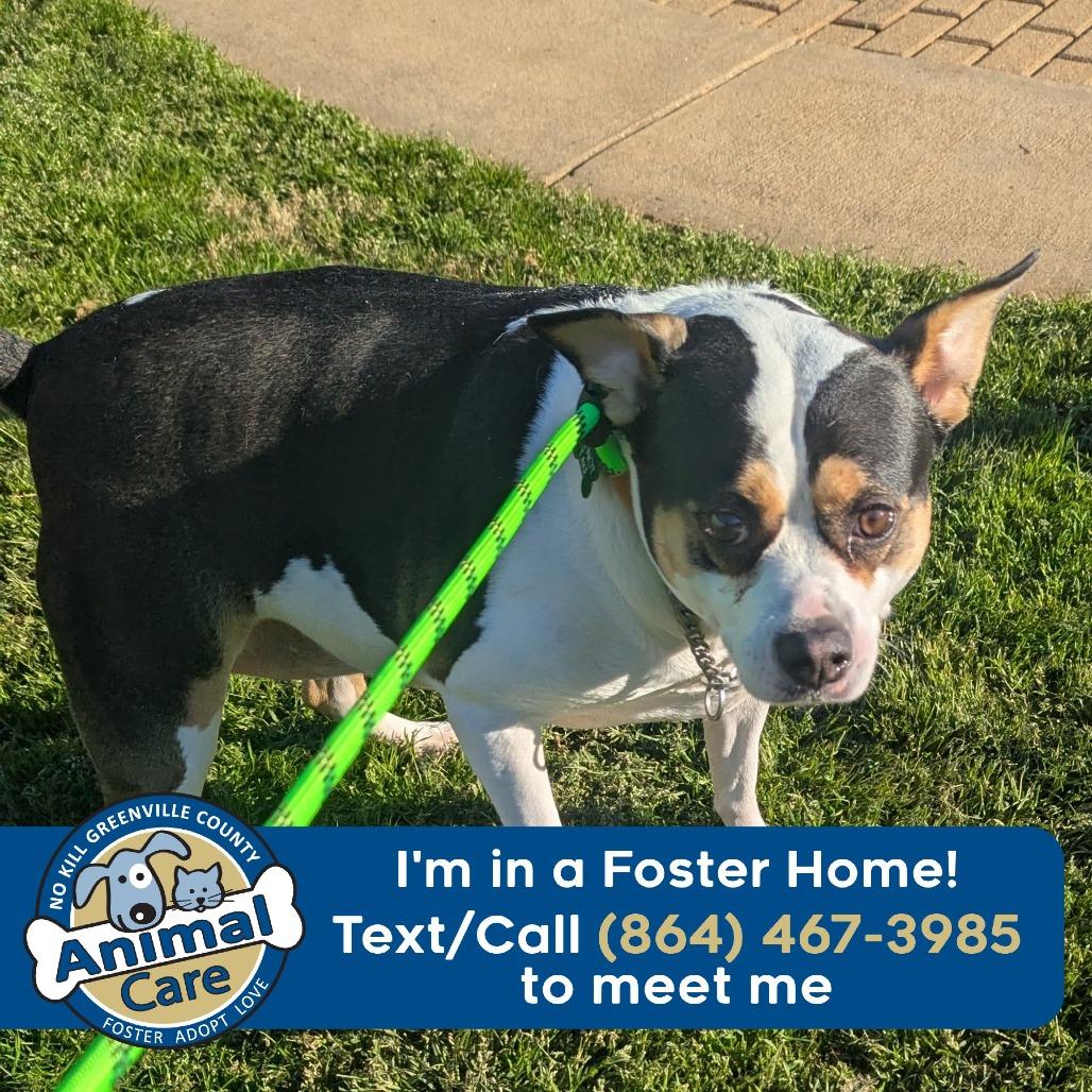 Enlarge Kaylee, a Adoptable Terrier in Greenville, SC image 4/6