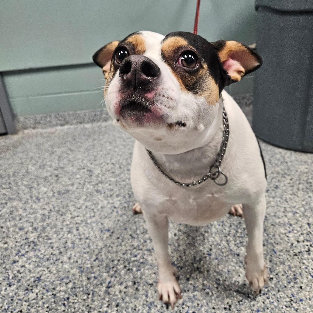 Enlarge Kaylee, a Adoptable Terrier in Greenville, SC image 5/6