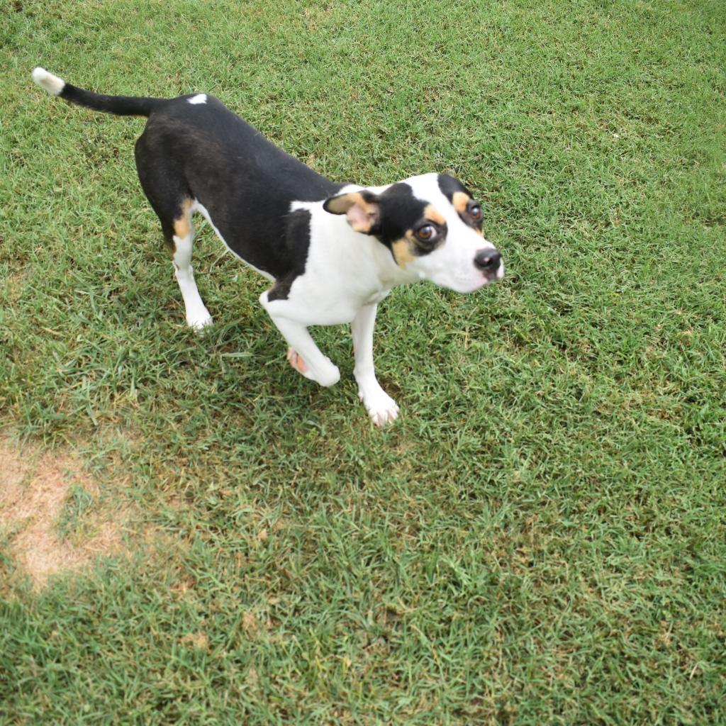Enlarge Kaylee, a Adoptable Terrier in Greenville, SC image 6/6