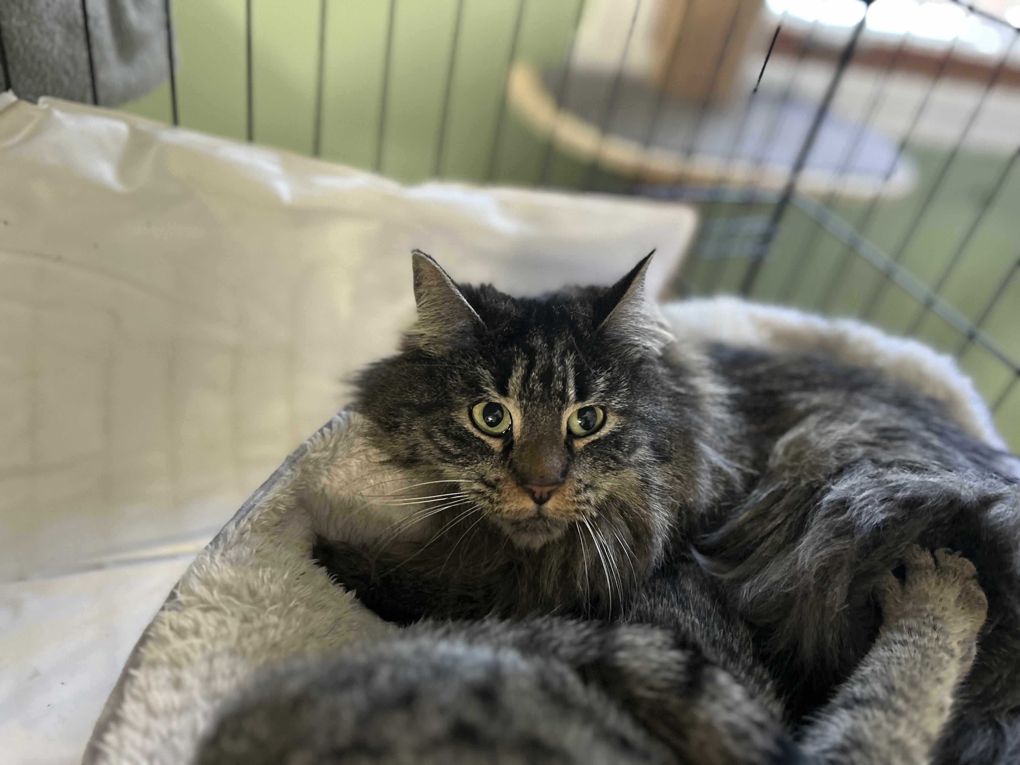 Akuna , an adoptable Maine Coon in West Nyack, NY image 1/2