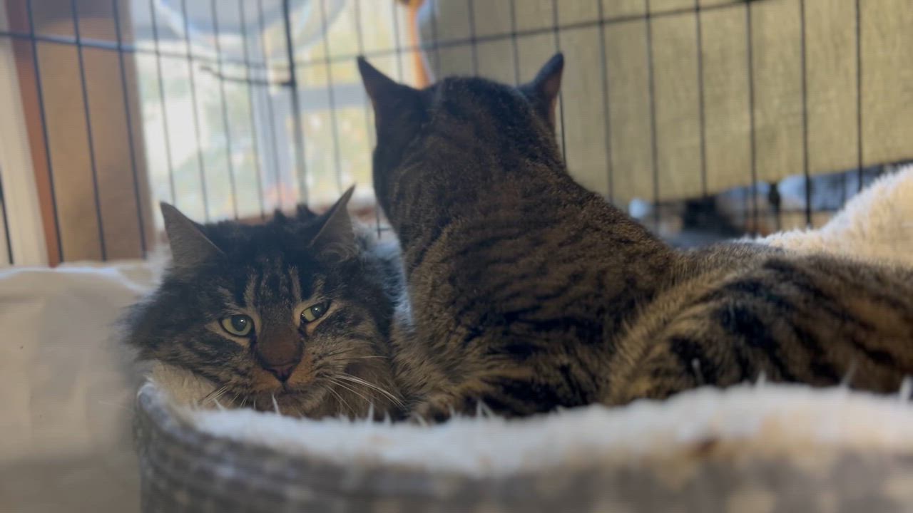Enlarge Akuna , an adoptable Maine Coon in West Nyack, NY video 2/2