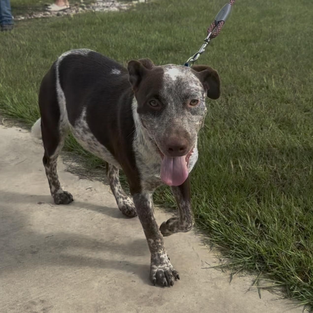 Cowboy, Adoptable, Young Male Australian Cattle Dog / Blue Heeler.