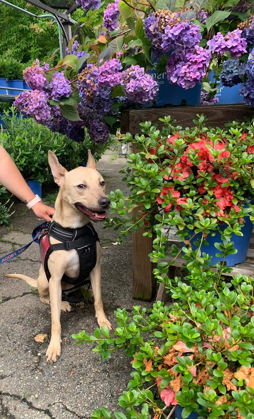 Dog for adoption Roger, a Shepherd & Pit Bull Terrier Mix in Vandergrift, PA Petfinder