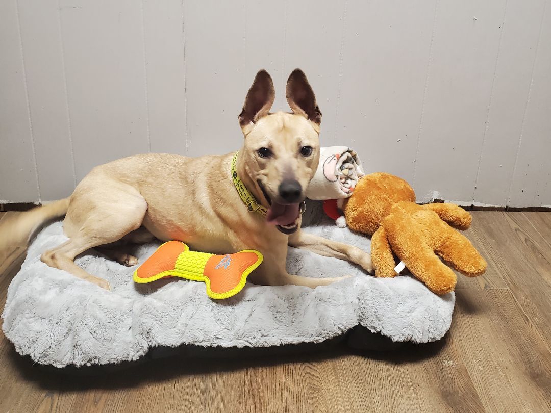 Dog for adoption Roger, a Shepherd & Pit Bull Terrier Mix in Vandergrift, PA Petfinder