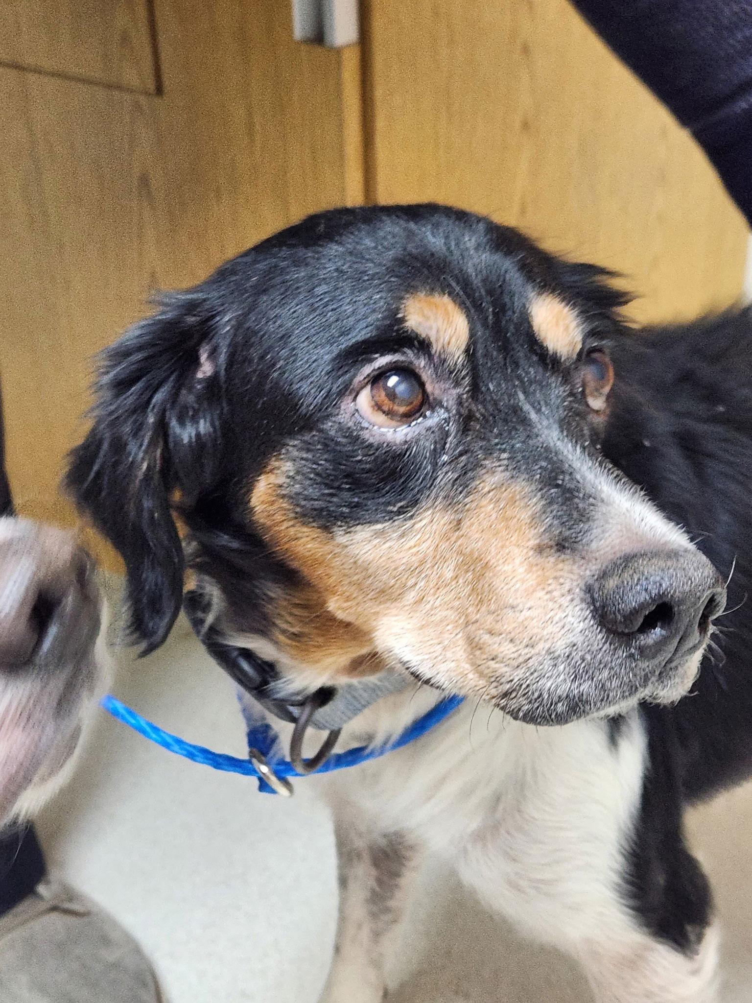 GA/Jimmy & Jimbo, Adoptable, Senior Male Brittany Spaniel.