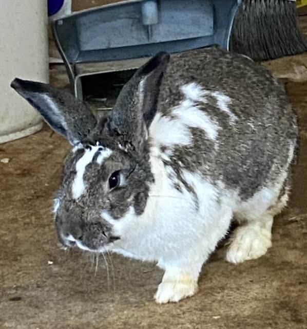 Smores, Adopted, Adult Male Flemish Giant & American.