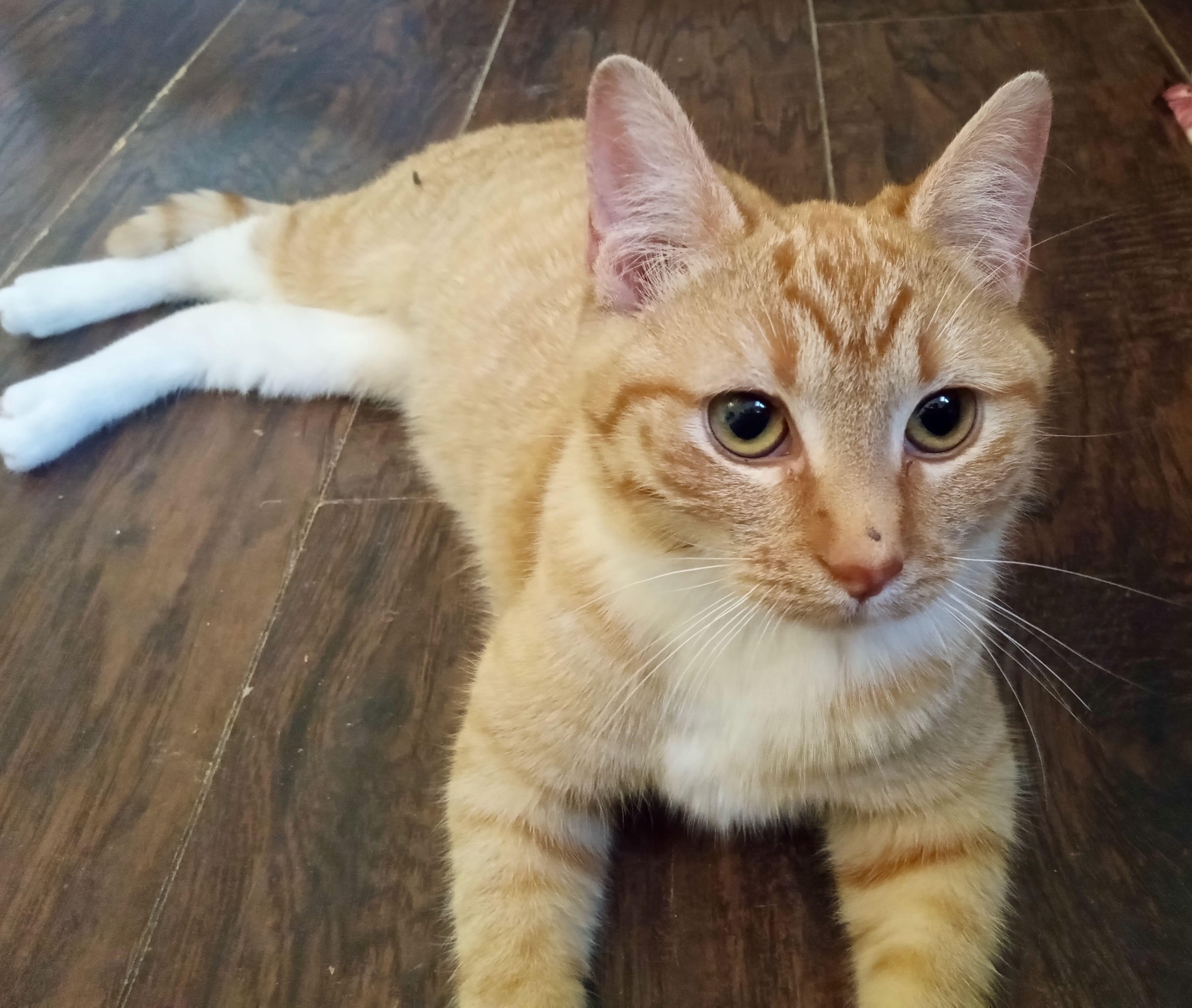 Enlarge Charles & Lola, a Adoptable Tabby in Portland, OR image 3/6