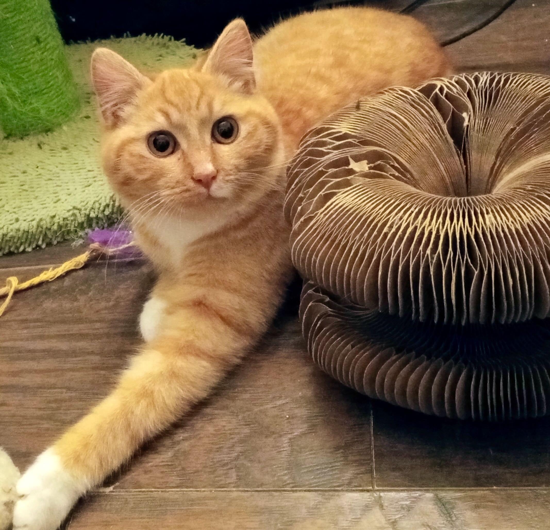 Enlarge Charles & Lola, a Adoptable Tabby in Portland, OR image 4/6