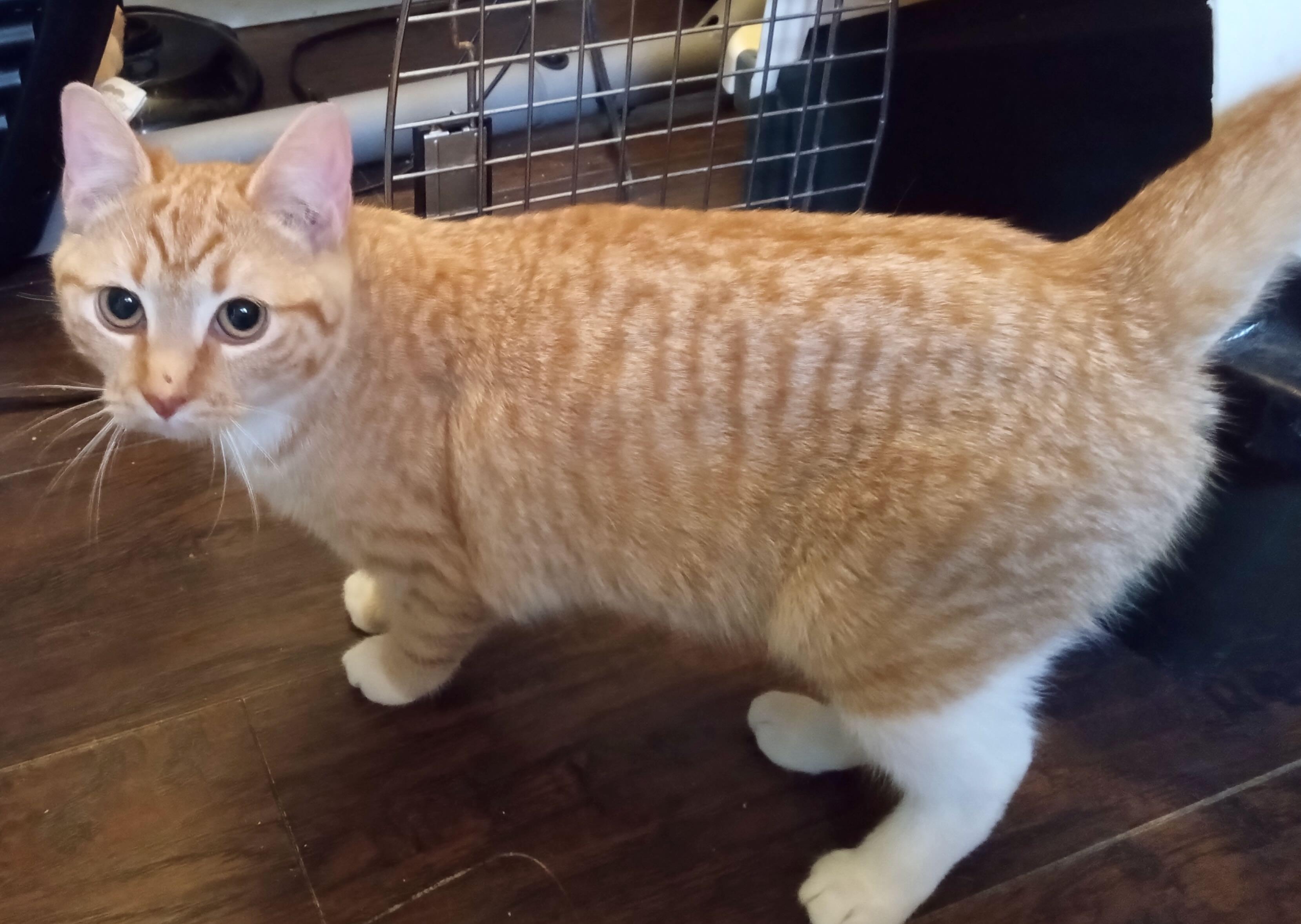 Enlarge Charles & Lola, a Adoptable Tabby in Portland, OR image 5/6