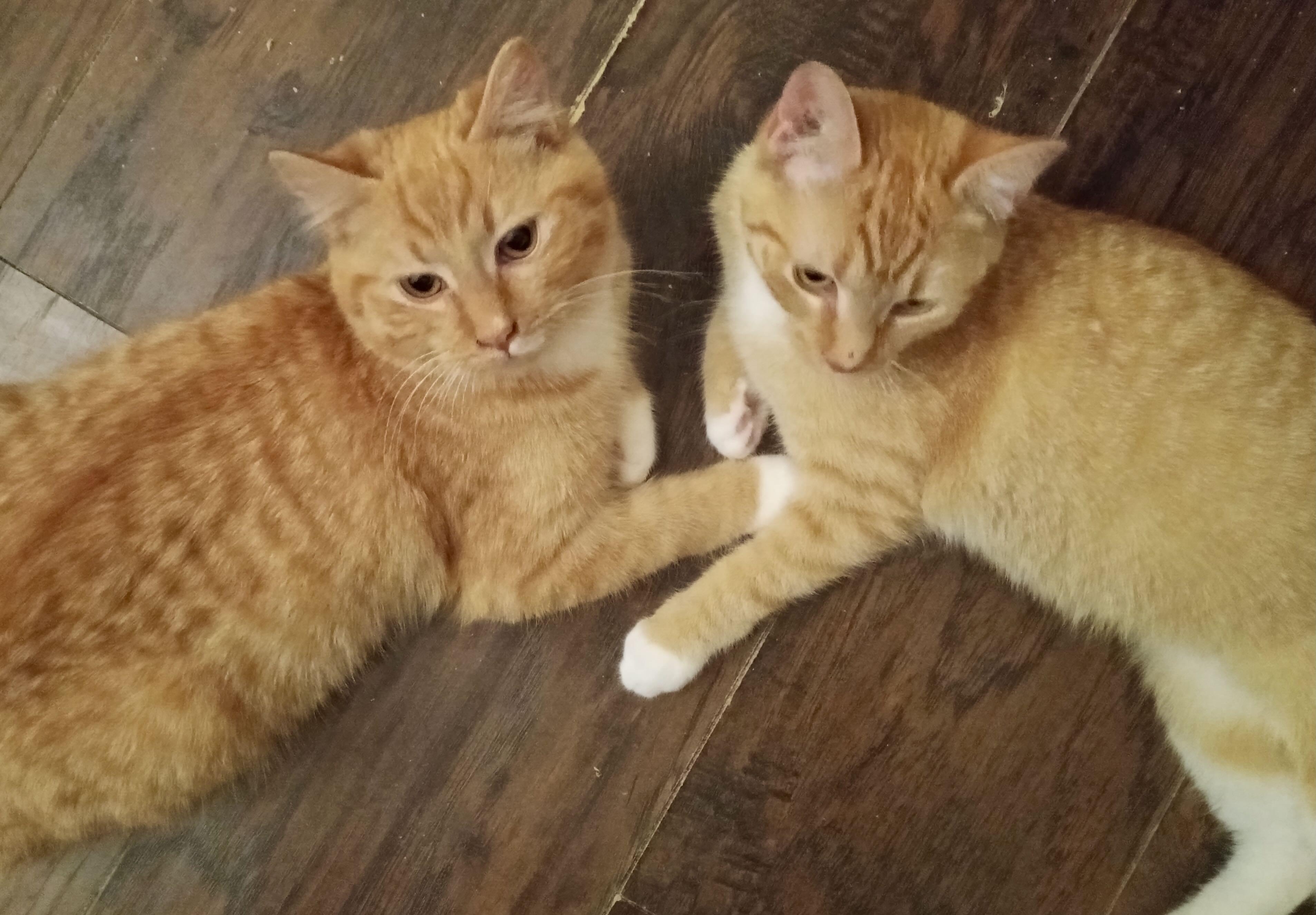 Enlarge Charles & Lola, a Adoptable Tabby in Portland, OR image 1/6