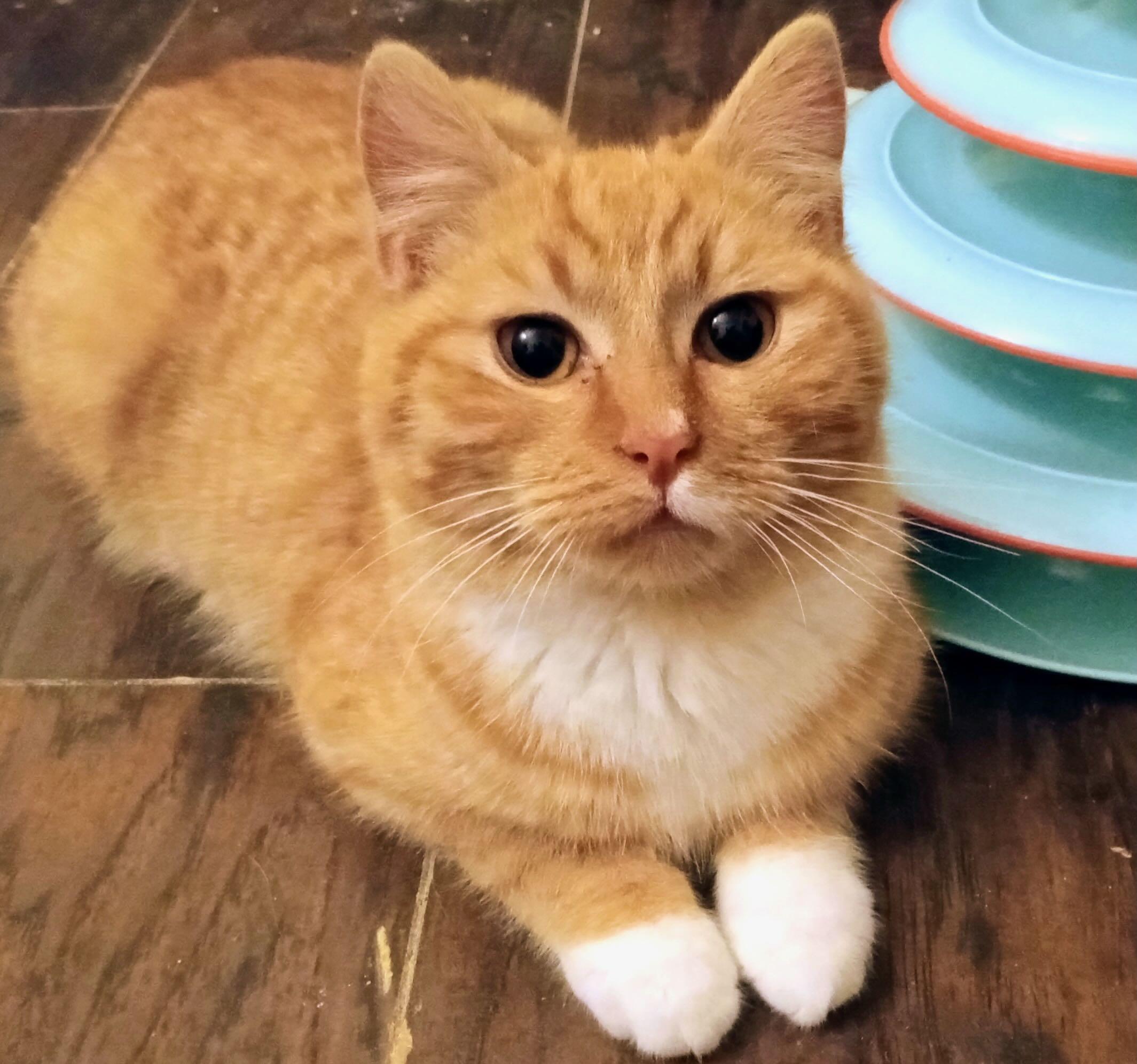 Enlarge Charles & Lola, a Adoptable Tabby in Portland, OR image 2/6