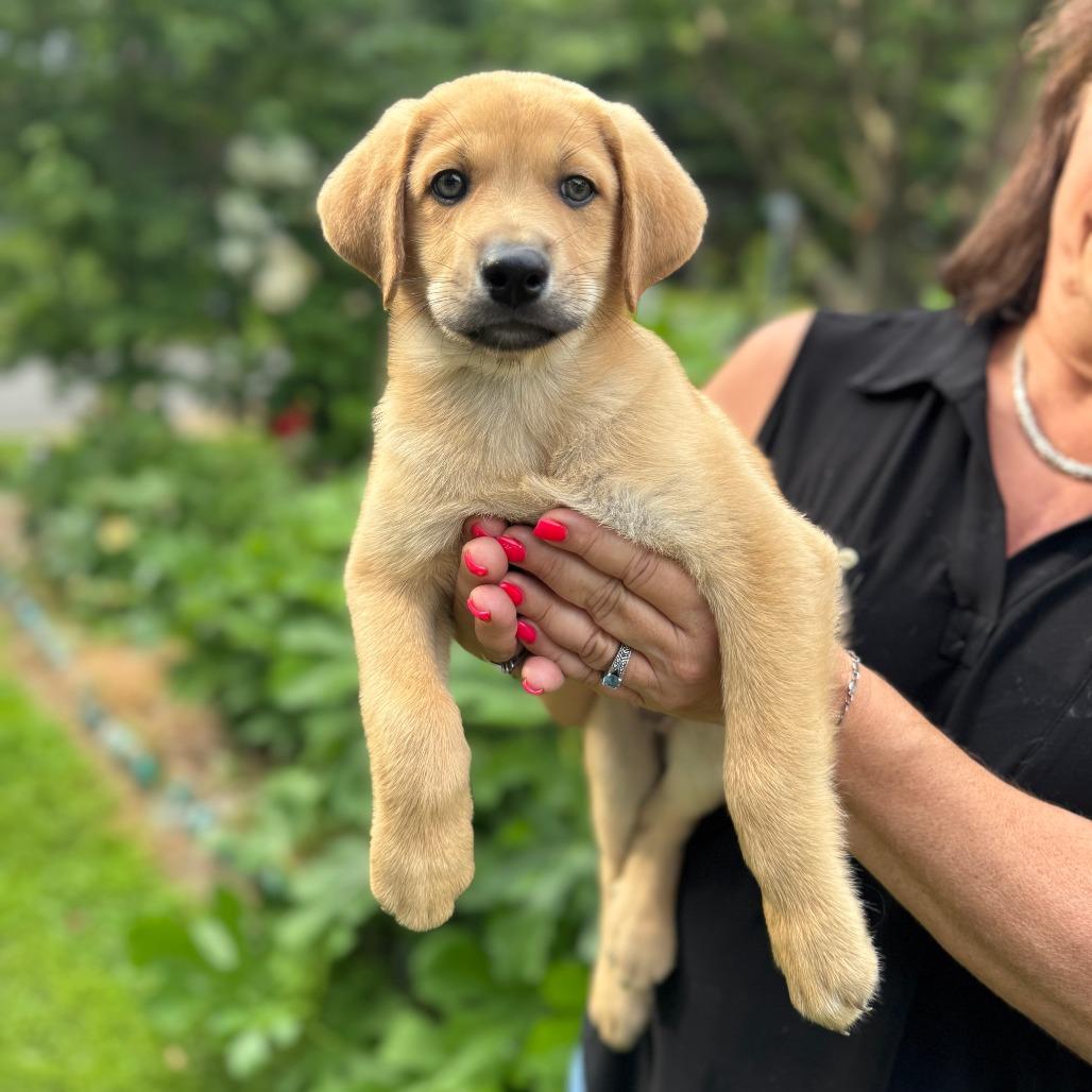 Enlarge NY Astro (Foster in Stormville), a Adoptable mixed breed in Eastford, CT image 1/6