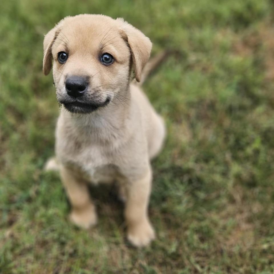 Enlarge NY Astro (Foster in Stormville), a Adoptable mixed breed in Eastford, CT image 5/6