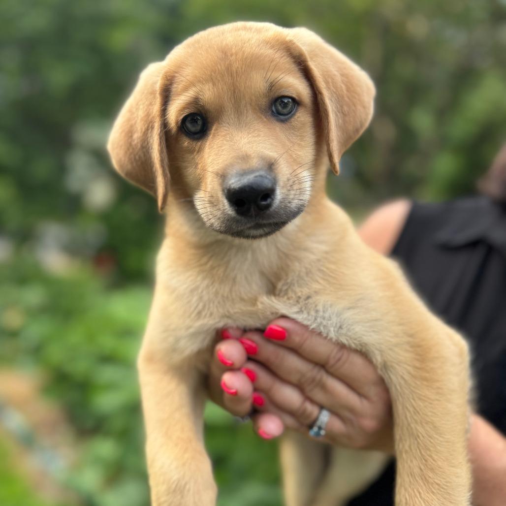 Enlarge NY Astro (Foster in Stormville), a Adoptable mixed breed in Eastford, CT image 6/6