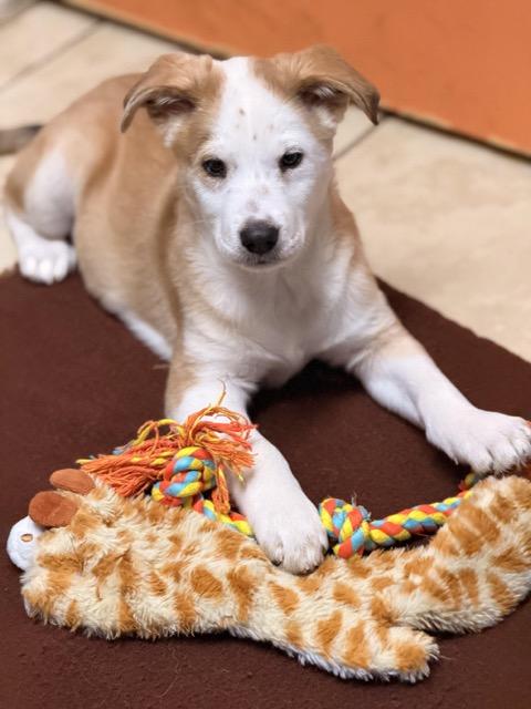 Cookie, an adoptable Shih Tzu, Aussiedoodle in Sparta, NJ, 07871 | Photo Image 4