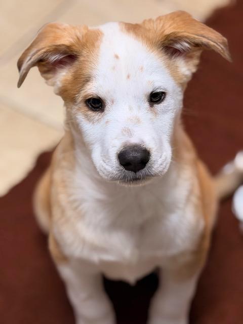 Cookie, an adoptable Shih Tzu, Aussiedoodle in Sparta, NJ, 07871 | Photo Image 3