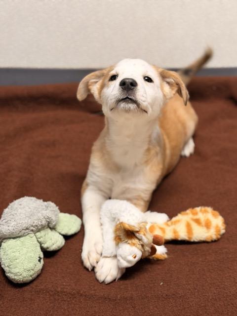 Cookie, an adoptable Shih Tzu, Aussiedoodle in Sparta, NJ, 07871 | Photo Image 2