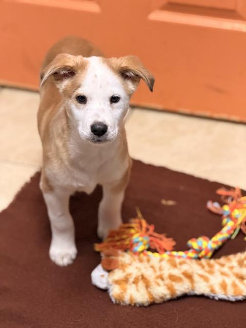 Cookie, an adoptable Shih Tzu, Aussiedoodle in Sparta, NJ, 07871 | Photo Image 1