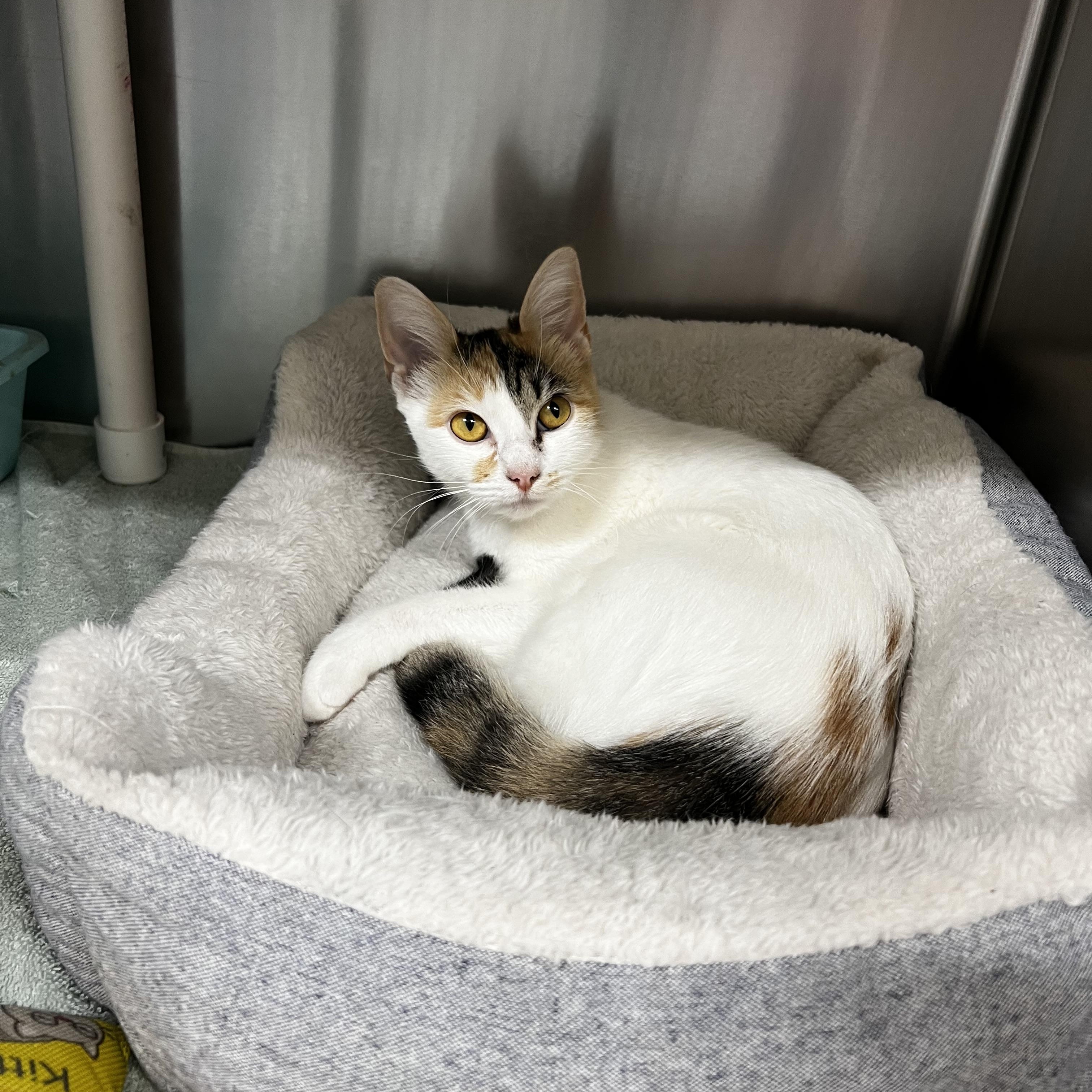 Luna, a ADOPTABLE Domestic Short Hair in Culpeper, VA image 2/2