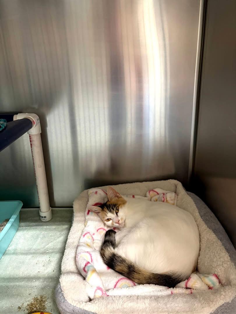 Luna, a ADOPTABLE Domestic Short Hair in Culpeper, VA image 1/2