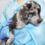 Enlarge Shannon, an adopted mixed breed in Green Valley, AZ image 3/5