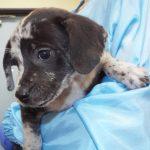 Enlarge Shannon, an adopted mixed breed in Green Valley, AZ image 4/5