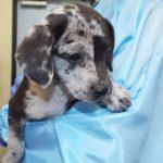 Shannon, adopted, Puppy Female Mixed Breed.