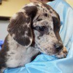 Enlarge Shannon, an adopted mixed breed in Green Valley, AZ image 2/5