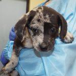 Enlarge Shannon, an adopted mixed breed in Green Valley, AZ image 5/5