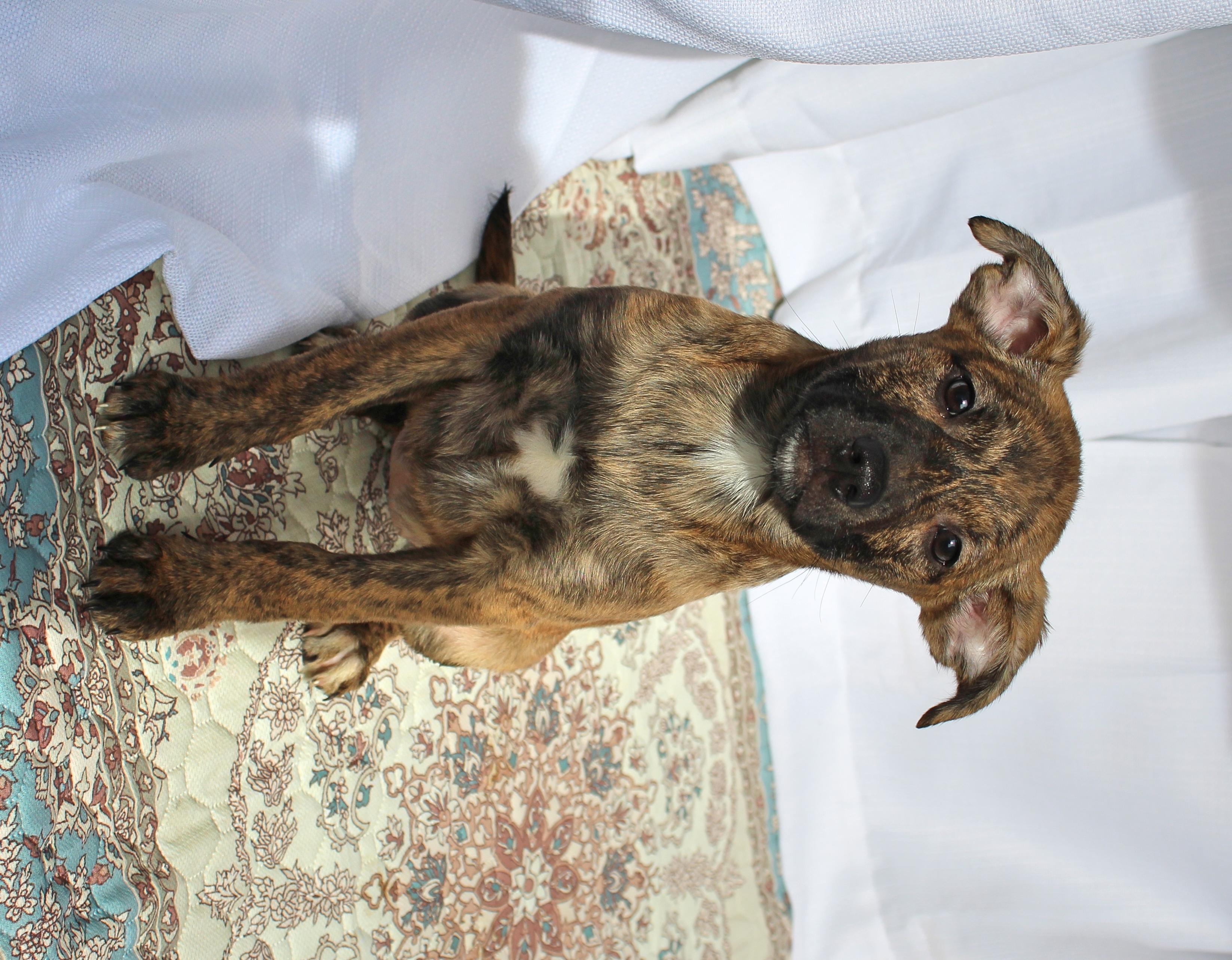 Enlarge Pixie, a ADOPTABLE mixed breed in Springfield, OH image 3/6