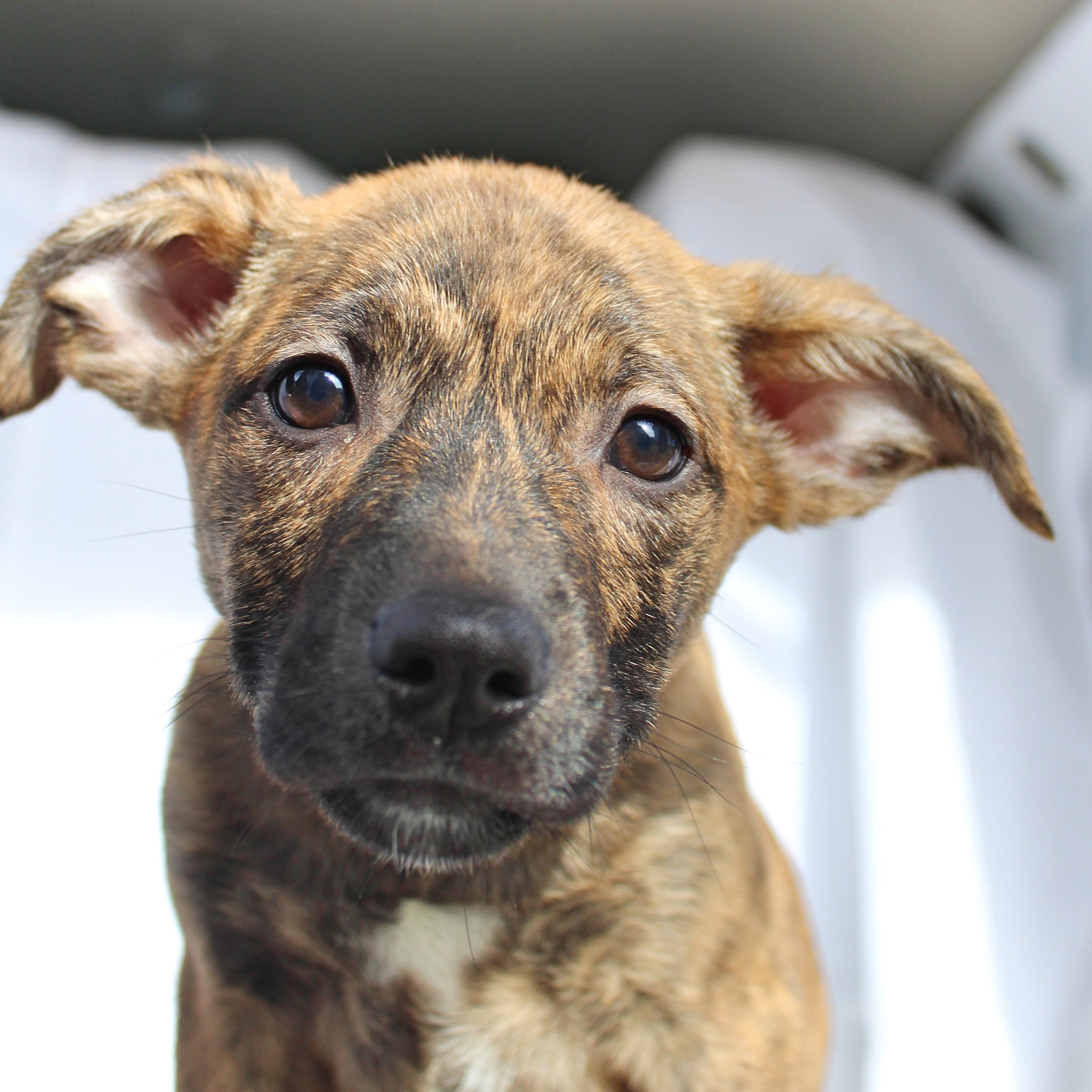 Enlarge Pixie, a ADOPTABLE mixed breed in Springfield, OH image 1/6