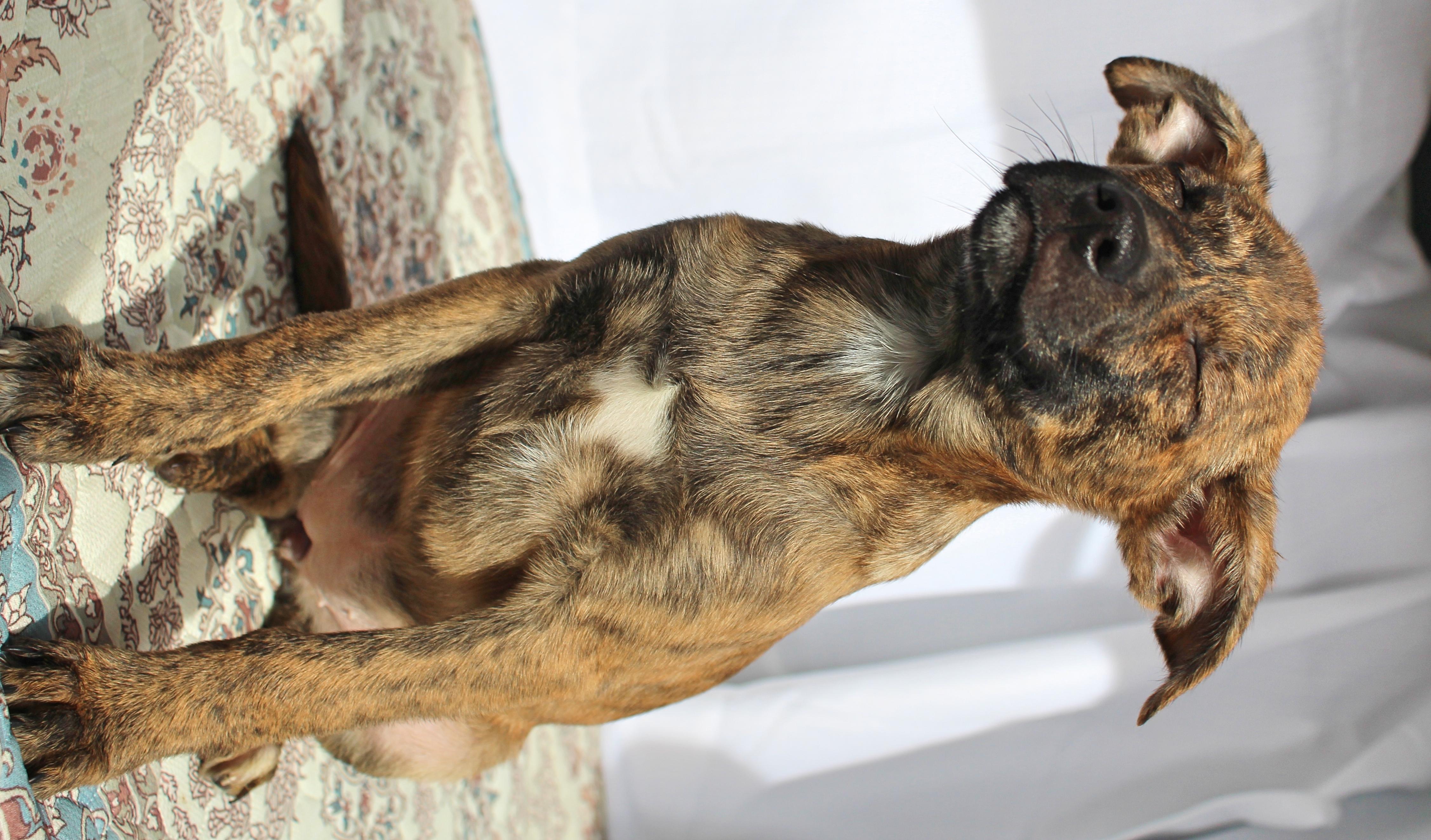 Enlarge Pixie, a ADOPTABLE mixed breed in Springfield, OH image 2/6