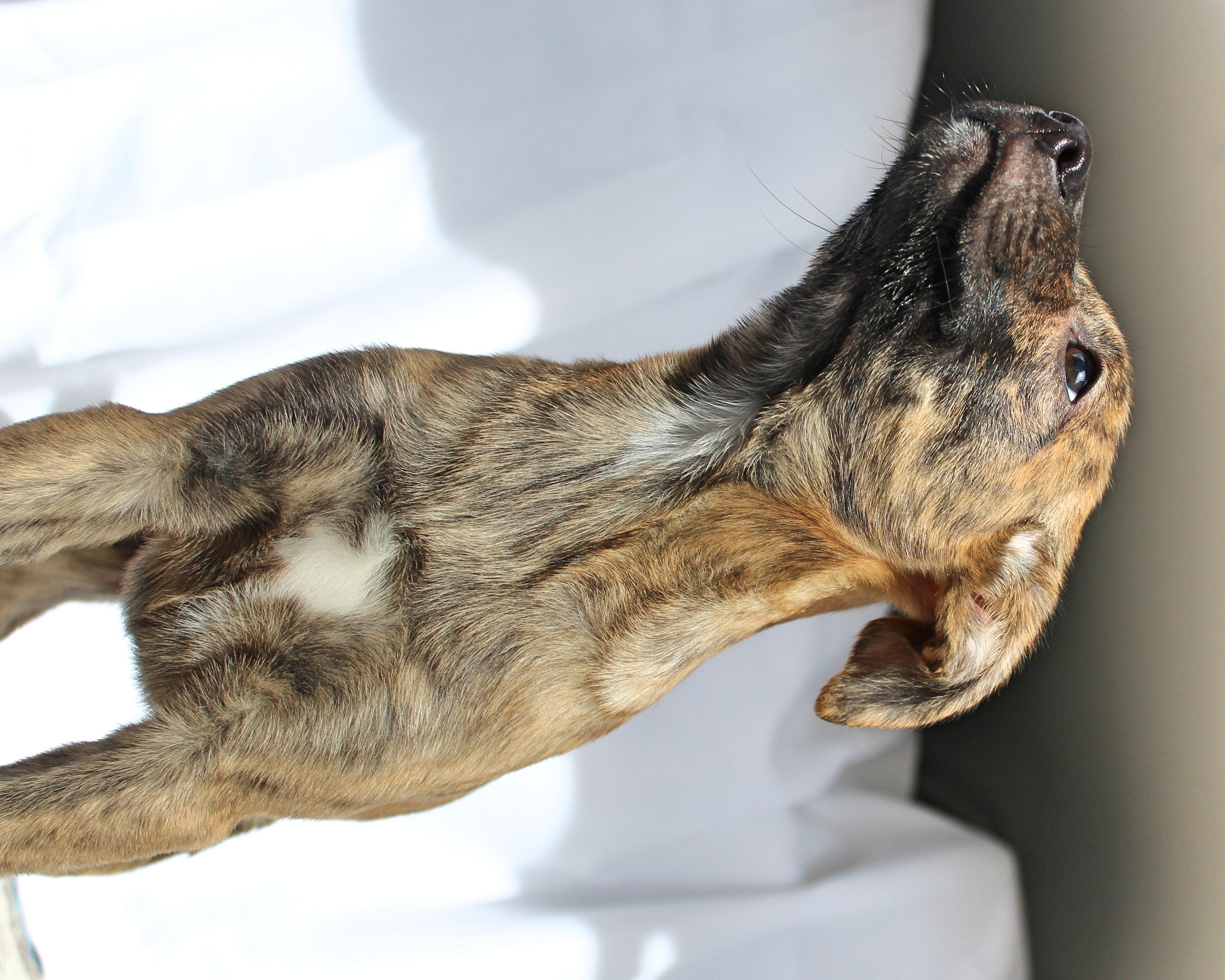 Enlarge Pixie, a ADOPTABLE mixed breed in Springfield, OH image 6/6