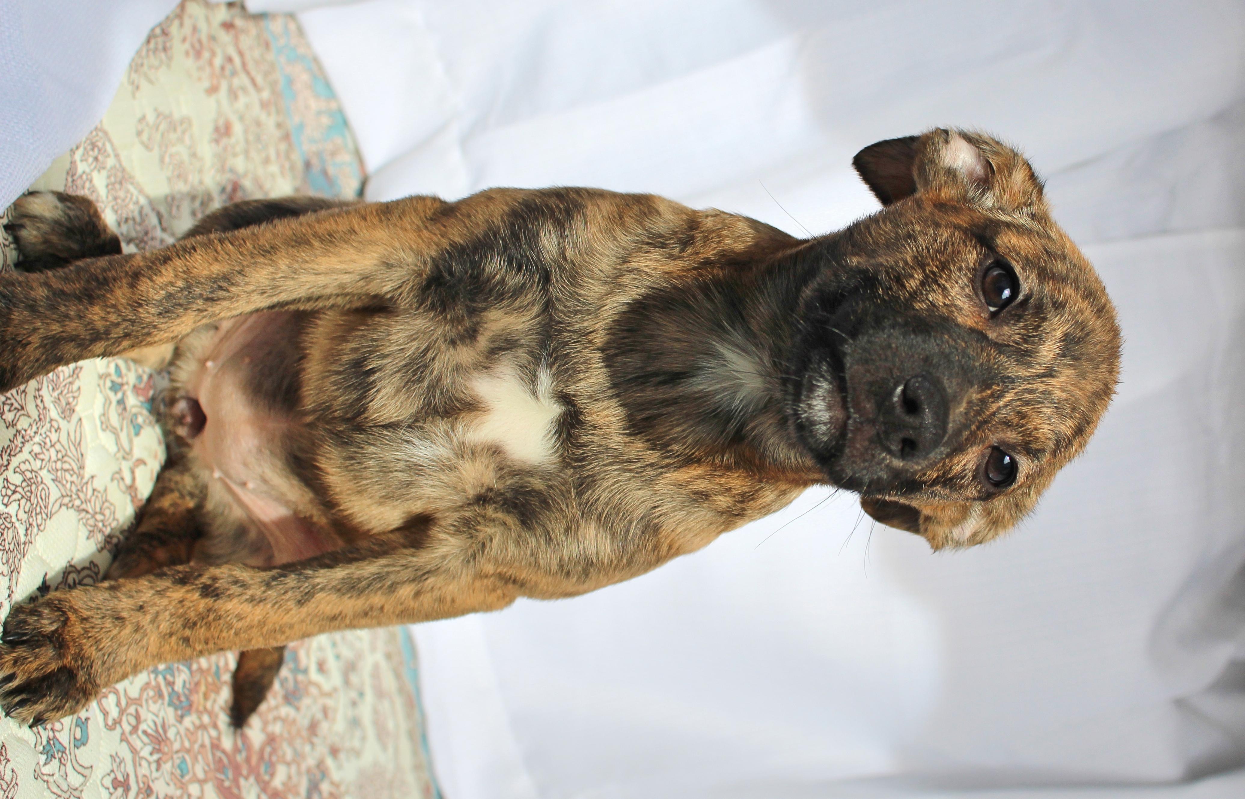 Enlarge Pixie, a ADOPTABLE mixed breed in Springfield, OH image 5/6