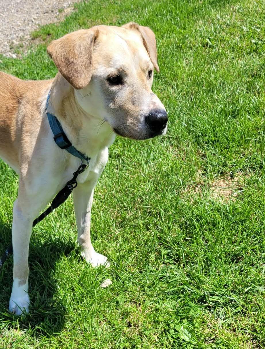 Enlarge Dobby, an adopted mixed breed in St. Clairsville, OH image 1/1