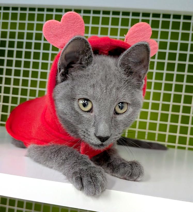 Jill, adopted, Kitten Female Domestic Short Hair.