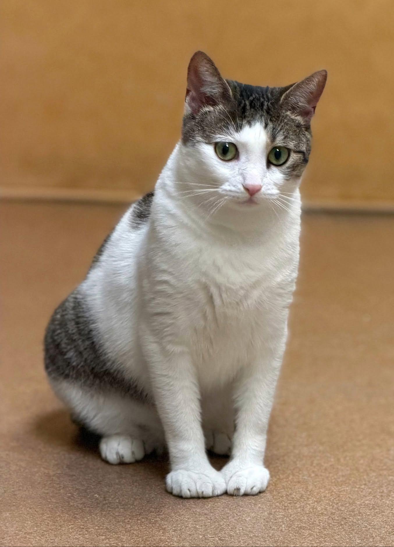 Enlarge Bon Bon, a Adoptable Domestic Short Hair in Norwalk, CT image 2/5